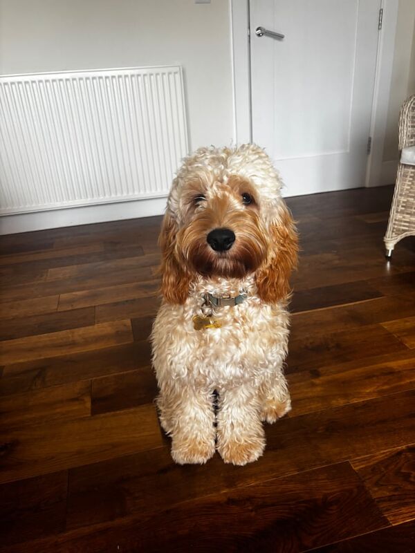 Cockapoo puppies for sale in Bangor, County Down – 9 months old