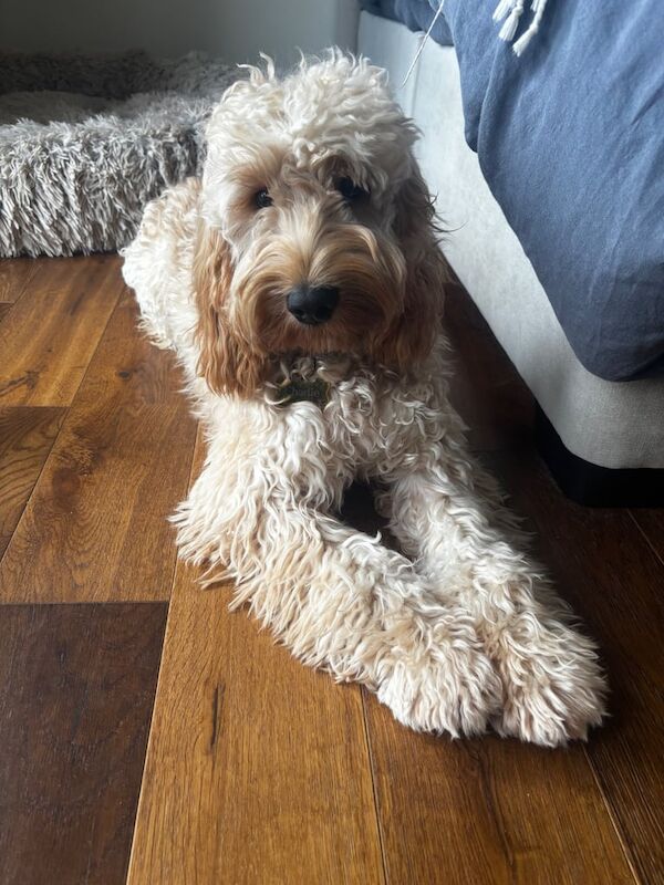 Cockapoo puppies for sale in Bangor, County Down – 9 months old - Image 2 of 2