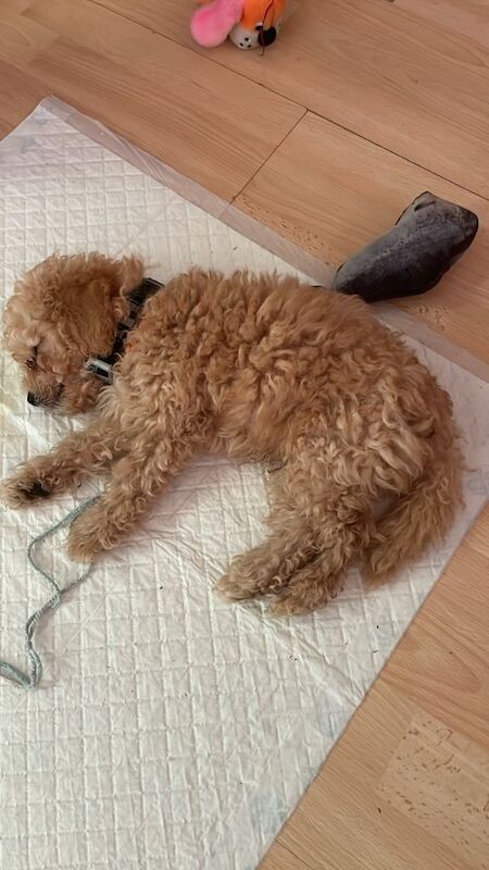 KC Registered Male Cockapoo Puppy - Vaccinated & Microchipped