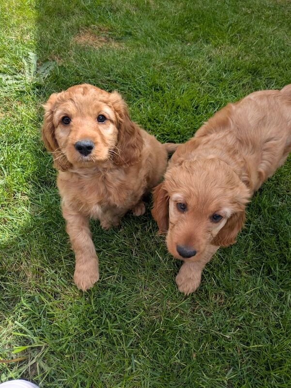 Kokapoo puppy for sale in Kirkcaldy, Fife