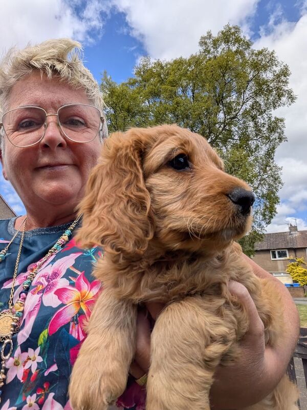 Cockapoo puppies for sale in Kirkcaldy, Fife – 9 months old - Image 2 of 3