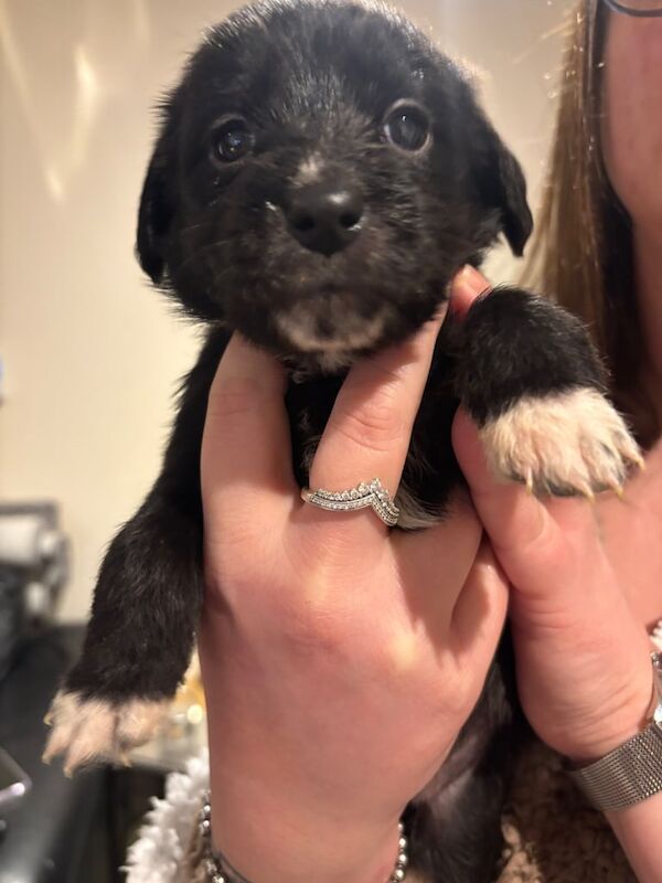 Cockapoo puppies for sale in Perth, Perth and Kinross – 4 weeks old - Image 2 of 6