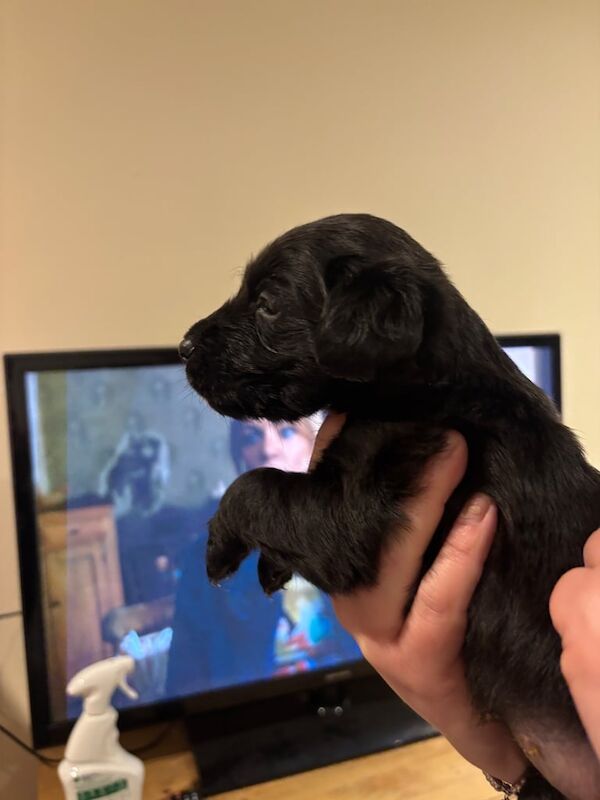 Cockapoo puppies for sale in Perth, Perth and Kinross – 4 weeks old - Image 3 of 6
