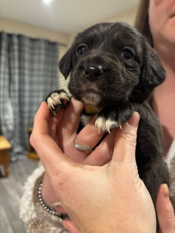 Cockapoo puppies for sale in Perth, Perth and Kinross – 4 weeks old - Image 4 of 6