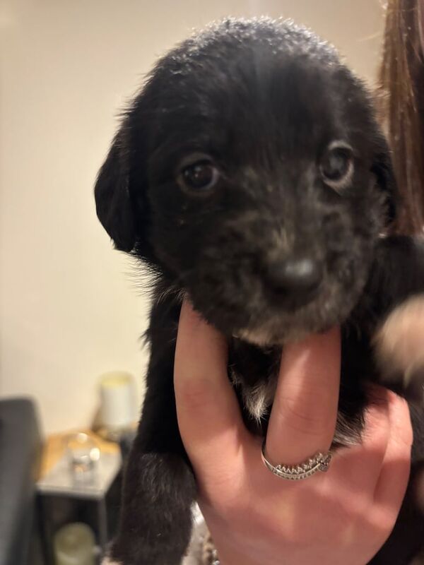 Cockapoo puppies for sale in Perth, Perth and Kinross – 4 weeks old - Image 5 of 6