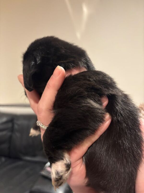 Cockapoo puppies for sale in Perth, Perth and Kinross – 4 weeks old - Image 6 of 6