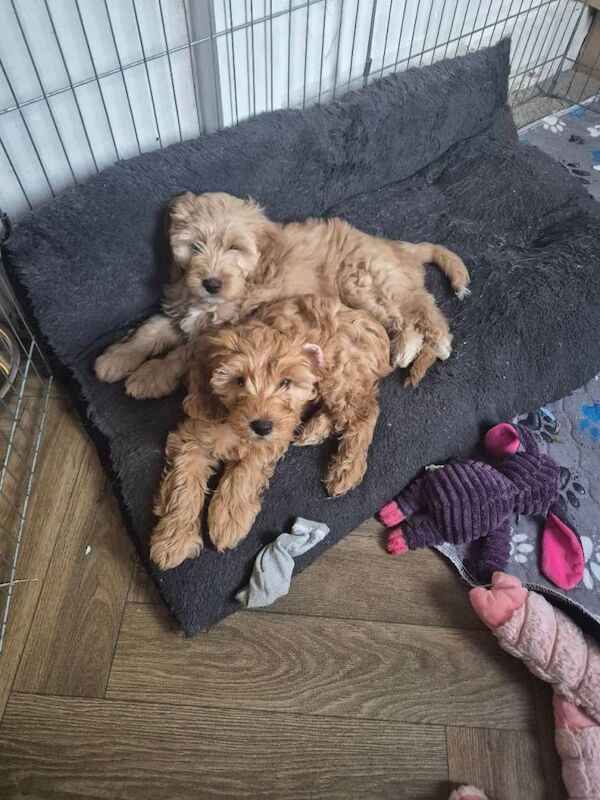 Last 2 cockapoo boys left reduced to £900 - Image 2 of 6