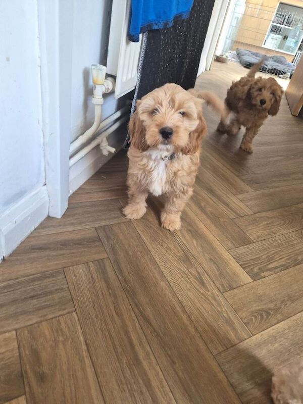 Last 2 cockapoo boys left reduced to £900 - Image 3 of 6
