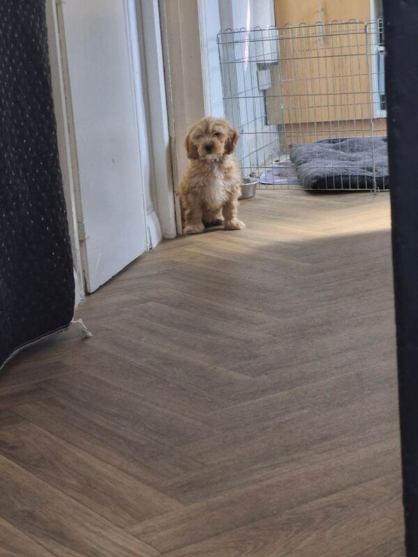 Last 2 cockapoo boys left reduced to £900 - Image 4 of 6