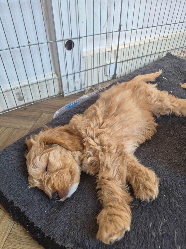 Last 2 cockapoo boys left reduced to £900 - Image 5 of 6