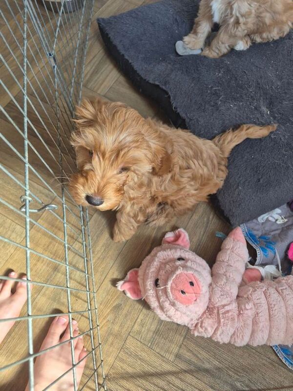 Last 2 cockapoo boys left reduced to £900 - Image 6 of 6