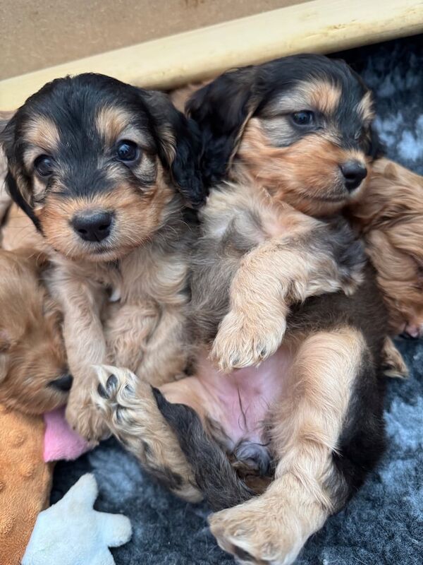Last 2 cockapoo pups looking for forever homes for sale in Locks Heath, Hampshire