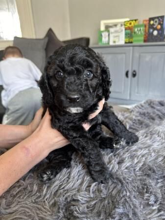 Cockapoo puppies for sale in Ossett, West Yorkshire – 1 year old - Image 2 of 5