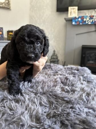Cockapoo puppies for sale in Ossett, West Yorkshire – 1 year old - Image 3 of 5
