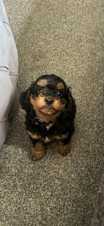 Cockapoo puppies for sale in Ossett, West Yorkshire – 1 year old - Image 4 of 5