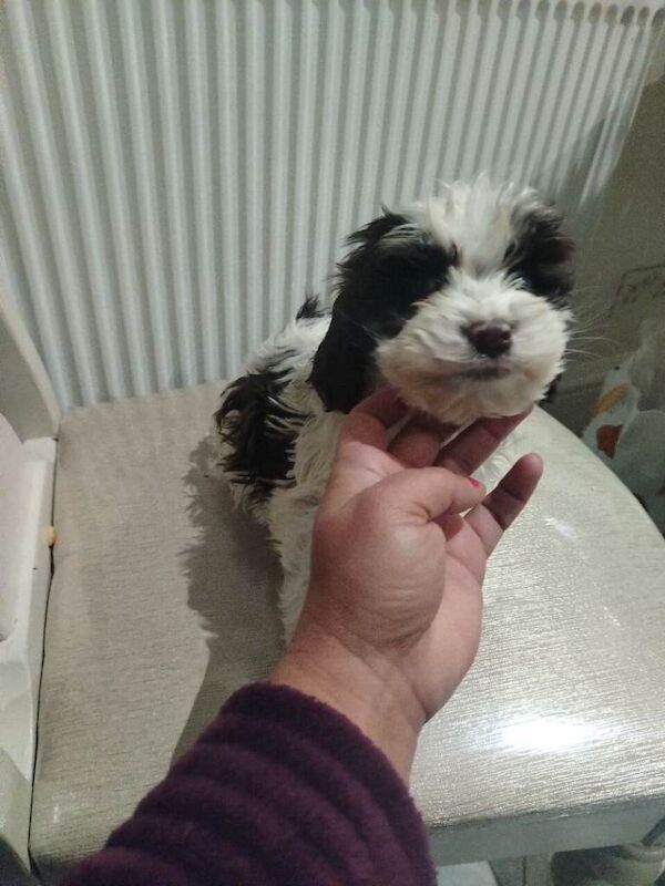 Last 2 toy cockapoo puppies