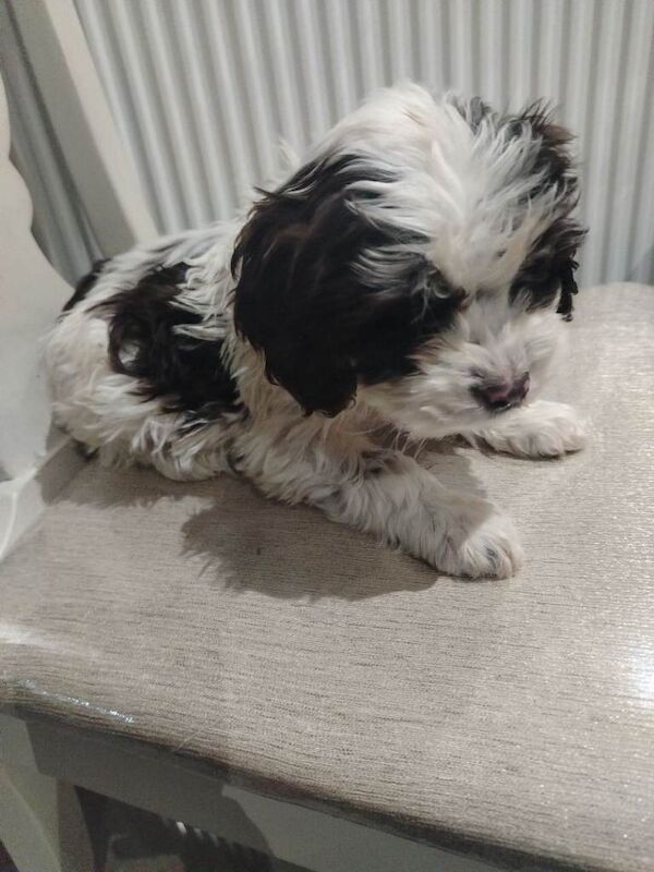 Last 2 toy cockapoo puppies - Image 2 of 3