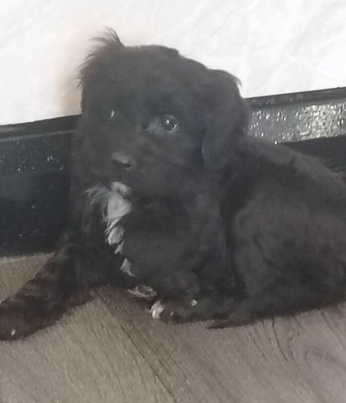 Last 2 toy cockapoo puppies - Image 3 of 3