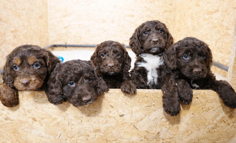 Last 3 girls left !!