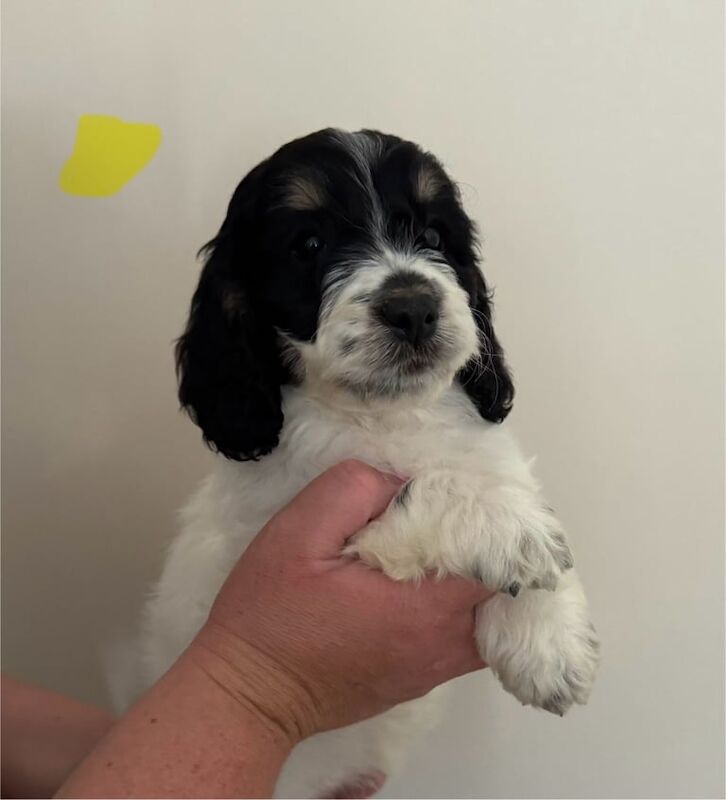 Last 4 miniature cockapoo puppies show cocker mum miniature poodle dad for sale in Brechin, Angus