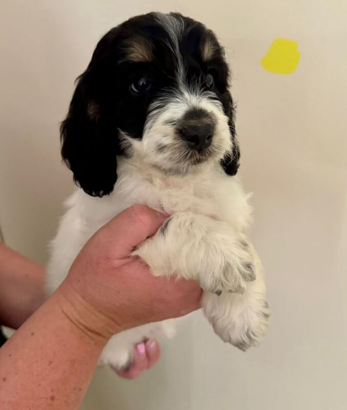 Last 4 miniature cockapoo puppies show cocker mum miniature poodle dad for sale in Brechin, Angus | Image 2