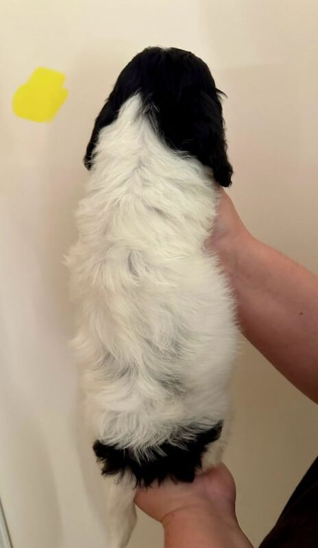 Cockapoo puppies for sale in Brechin, Angus – 9 months old - Image 3 of 3