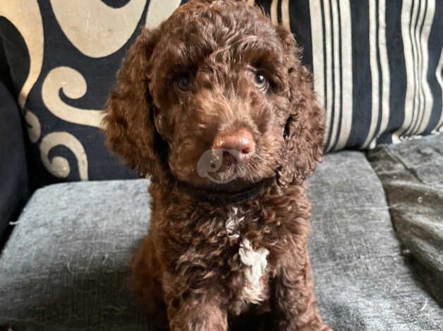 Cockapoo puppies for sale in Bristol – 1 year old - Image 2 of 5