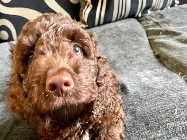 Cockapoo puppies for sale in Bristol – 1 year old - Image 3 of 5