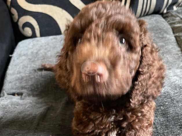 Cockapoo puppies for sale in Bristol – 1 year old - Image 4 of 5
