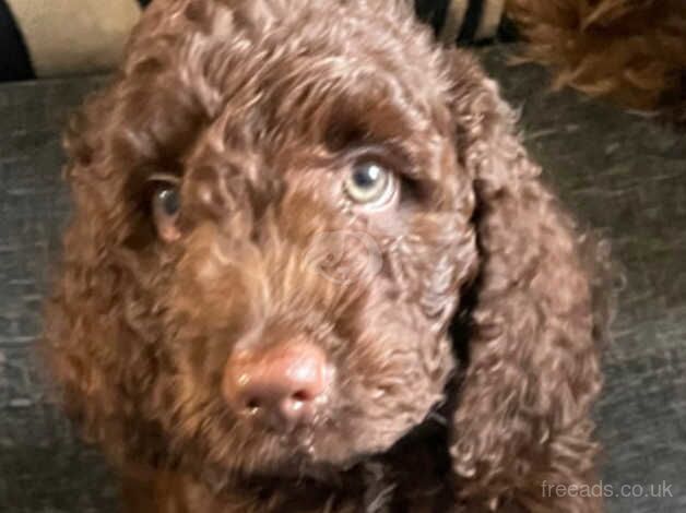 Cockapoo puppies for sale in Bristol – 1 year old - Image 5 of 5