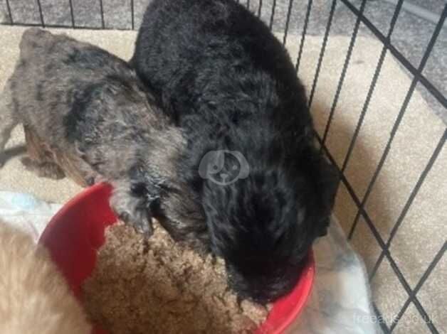 Cockapoo puppies for sale in Crook, County Durham – 1 year old - Image 2 of 5