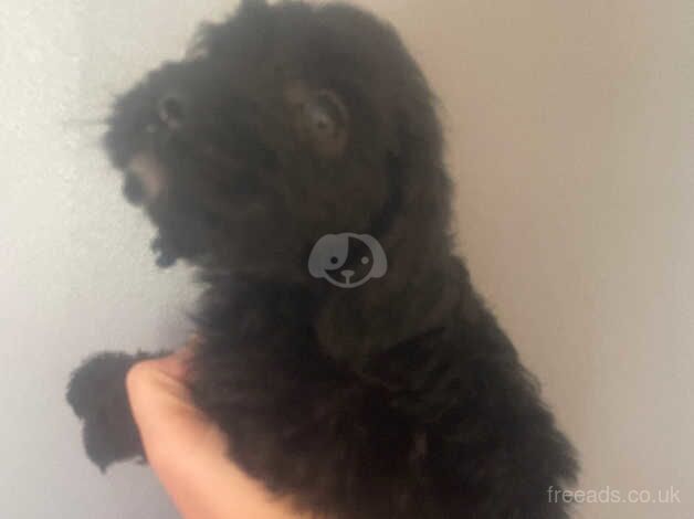 Cockapoo puppies for sale in Crook, County Durham – 1 year old - Image 3 of 5