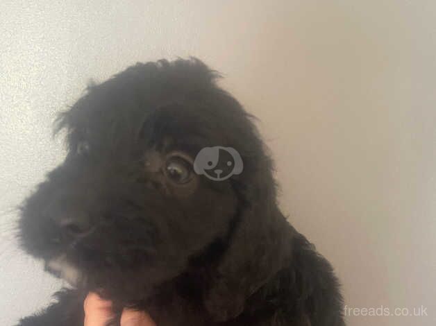 Cockapoo puppies for sale in Crook, County Durham – 1 year old - Image 5 of 5