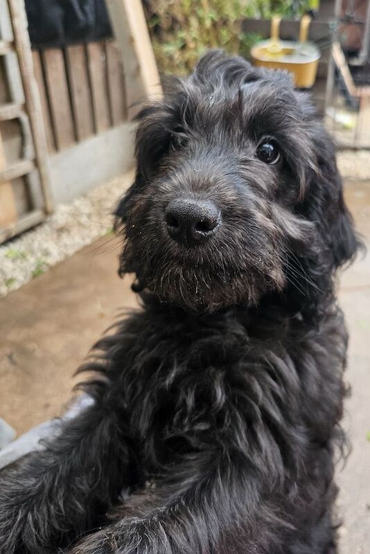 Cockapoo puppies for sale in Doncaster, South Yorkshire – 3 months old