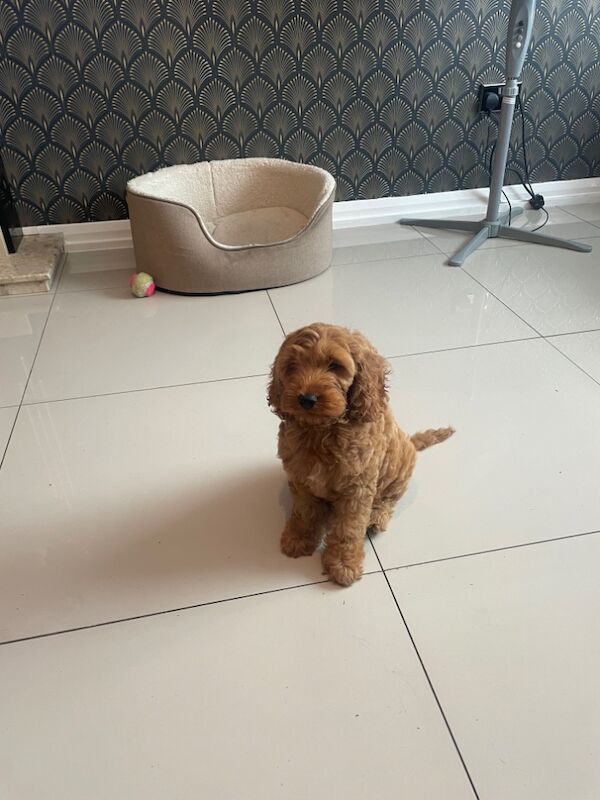 Cockapoo puppies for sale in Gravesend, Kent – 3 months old - Image 3 of 3