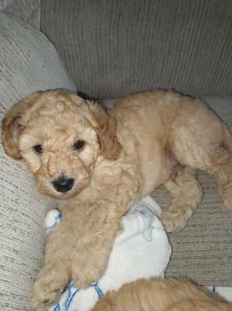 LAST BOY COCKAPOO PUPPY for sale in Sunderland, Tyne and Wear - Image 1