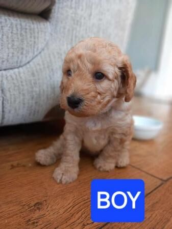 LAST BOY COCKAPOO PUPPY for sale in Sunderland, Tyne and Wear - Image 2