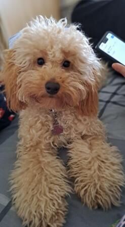 LAST BOY COCKAPOO PUPPY for sale in Sunderland, Tyne and Wear - Image 3