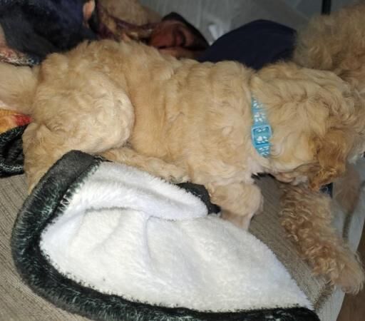 LAST BOY COCKAPOO PUPPY for sale in Sunderland, Tyne and Wear - Image 4