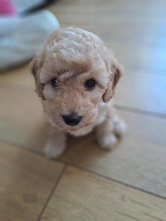 LAST BOY COCKAPOO PUPPY for sale in Sunderland, Tyne and Wear - Image 5