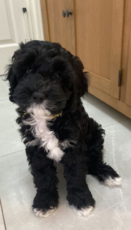 Last Boy Cockapoo Puppy - all sold for sale in Eltham, Greenwich, Greater London | Image 2