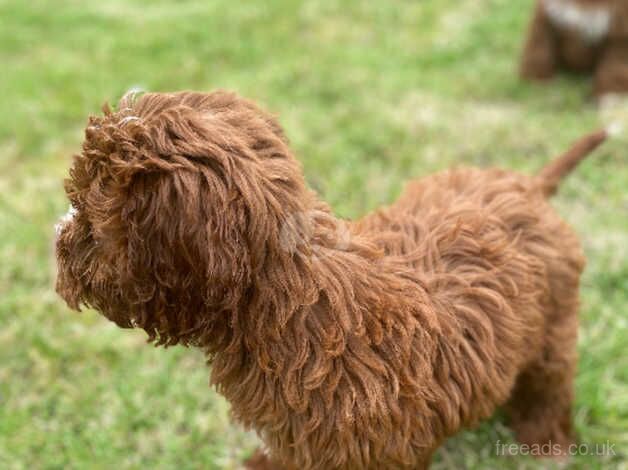 Cockapoo puppies for sale in Middlesbrough, North Yorkshire – 1 year old - Image 3 of 5