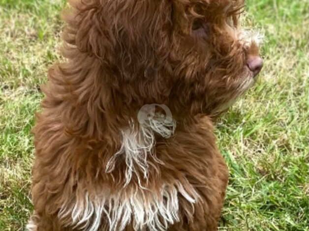 Cockapoo puppies for sale in Middlesbrough, North Yorkshire – 1 year old - Image 4 of 5
