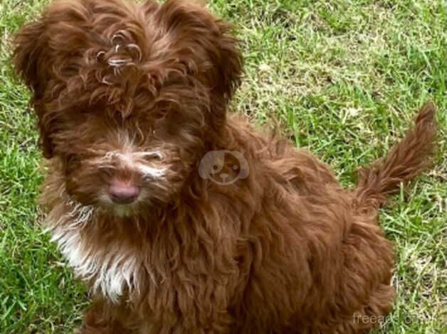 Cockapoo puppies for sale in Middlesbrough, North Yorkshire – 1 year old - Image 5 of 5
