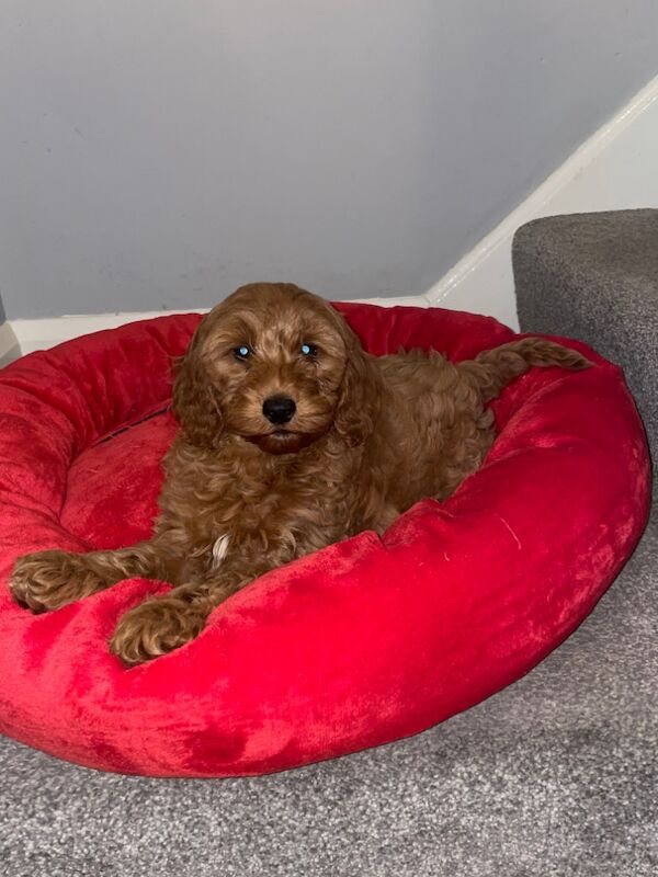 LAST GIRL LEFT Cockapoo puppies for sale in Gravesend, Kent | Image 2