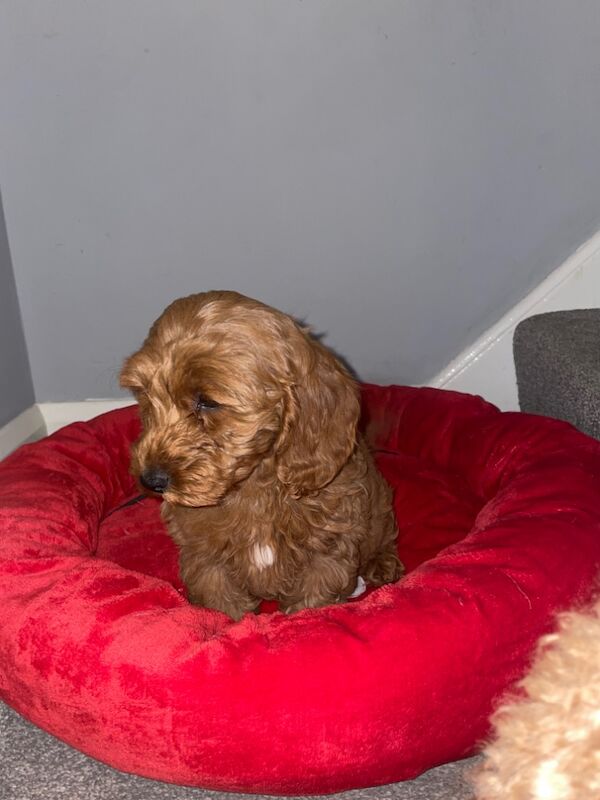 LAST GIRL LEFT Cockapoo puppies for sale in Gravesend, Kent | Image 3