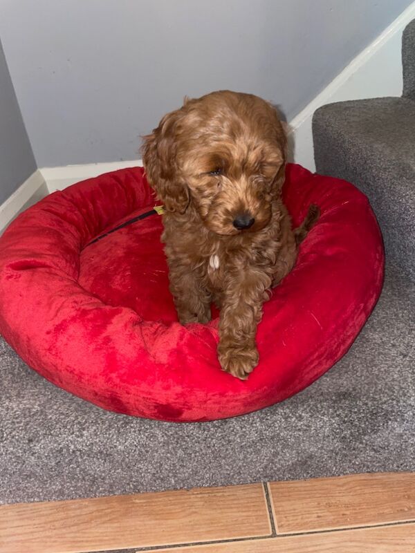 LAST GIRL LEFT Cockapoo puppies for sale in Gravesend, Kent | Image 4