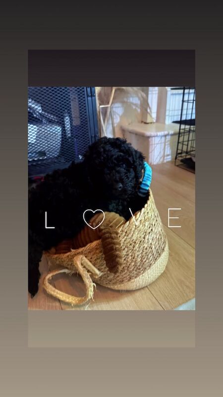 Cockapoo puppies for sale in Eckington, Derbyshire – 10 weeks old