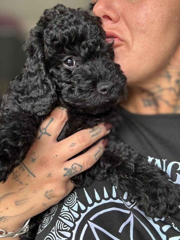 Cockapoo puppies for sale in Eckington, Derbyshire – 10 weeks old - Image 2 of 3