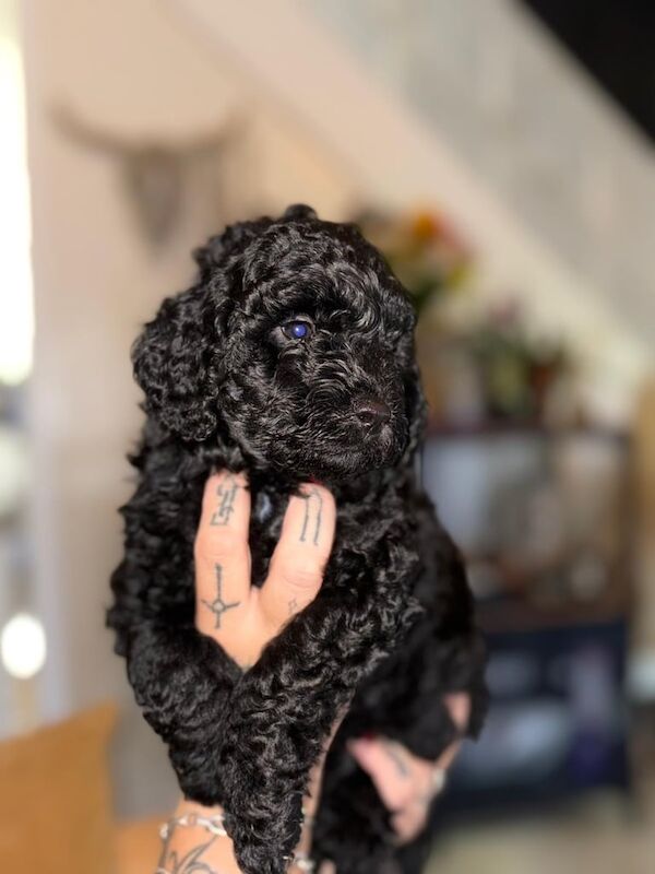 Cockapoo puppies for sale in Eckington, Derbyshire – 10 weeks old - Image 3 of 3